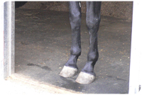 Use the Stable Mat to reduce the unpleasant urine smell in your horses stable